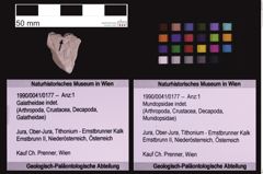 Foto (Objekt + Etiketten) von Mundopsidae indet. (NHMW-GEO-1990-0041-0177)